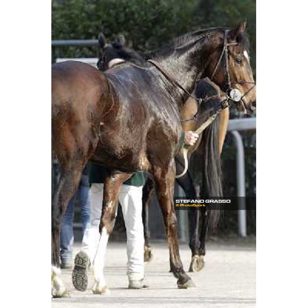 Paso Lungo after winning the Premio Thomas Rook Pisa - San Rossore racecourse, 4th march 2012 ph.Stefano Grasso