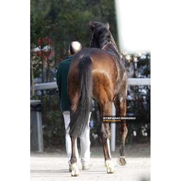 Paso Lungo after winning the Premio Thomas Rook Pisa - San Rossore racecourse, 4th march 2012 ph.Stefano Grasso