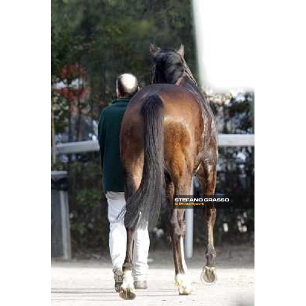 Paso Lungo after winning the Premio Thomas Rook Pisa - San Rossore racecourse, 4th march 2012 ph.Stefano Grasso