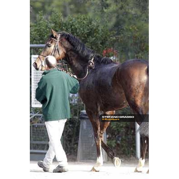 Paso Lungo after winning the Premio Thomas Rook Pisa - San Rossore racecourse, 4th march 2012 ph.Stefano Grasso