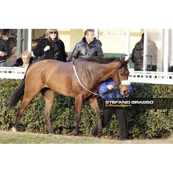 Cash Finance walking after the race Pisa - San Rossore racecourse, 4th march 2012 ph.Stefano Grasso