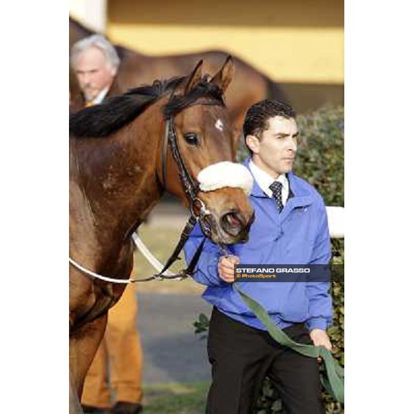 Cash Finance walking after the race Pisa - San Rossore racecourse, 4th march 2012 ph.Stefano Grasso