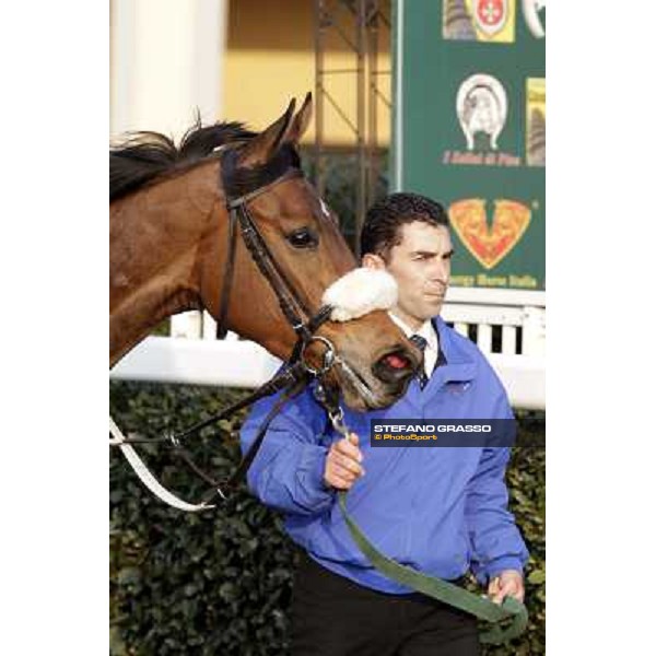 Cash Finance walking after the race Pisa - San Rossore racecourse, 4th march 2012 ph.Stefano Grasso