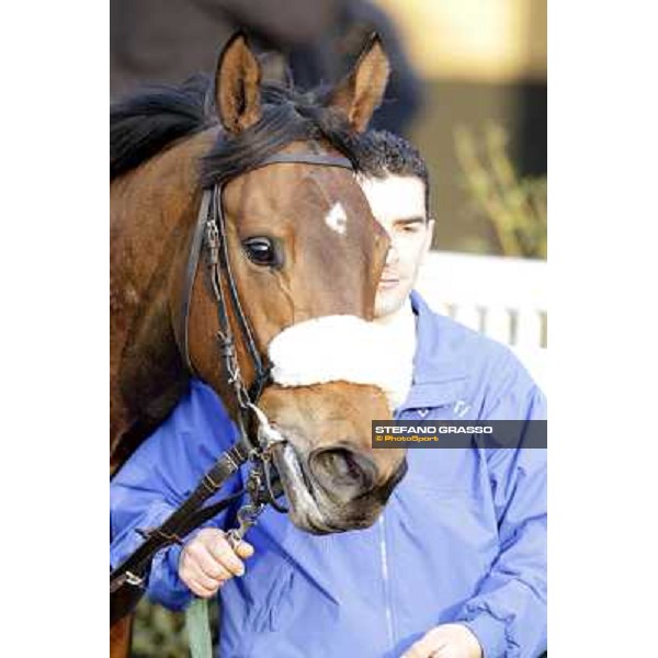 Cash Finance walking after the race Pisa - San Rossore racecourse, 4th march 2012 ph.Stefano Grasso