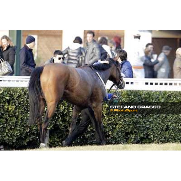 Cash Finance walking after the race Pisa - San Rossore racecourse, 4th march 2012 ph.Stefano Grasso