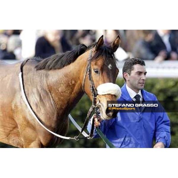 Cash Finance walking after the race Pisa - San Rossore racecourse, 4th march 2012 ph.Stefano Grasso