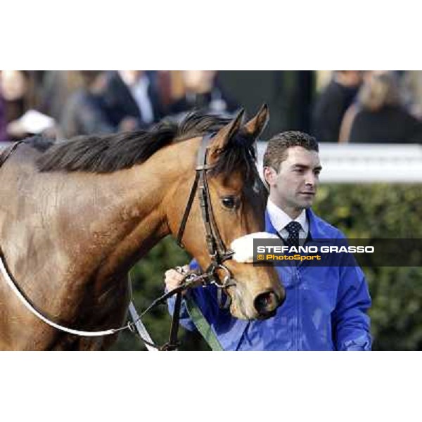 Cash Finance walking after the race Pisa - San Rossore racecourse, 4th march 2012 ph.Stefano Grasso