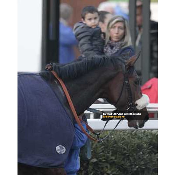 Marshade after winning the Premio Federico Regoli Pisa - San Rossore racecourse, 4th march 2012 ph.Stefano Grasso