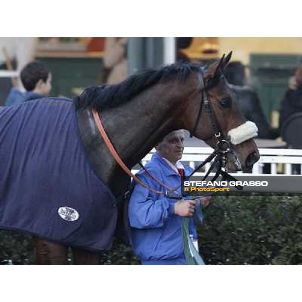 Marshade after winning the Premio Federico Regoli Pisa - San Rossore racecourse, 4th march 2012 ph.Stefano Grasso