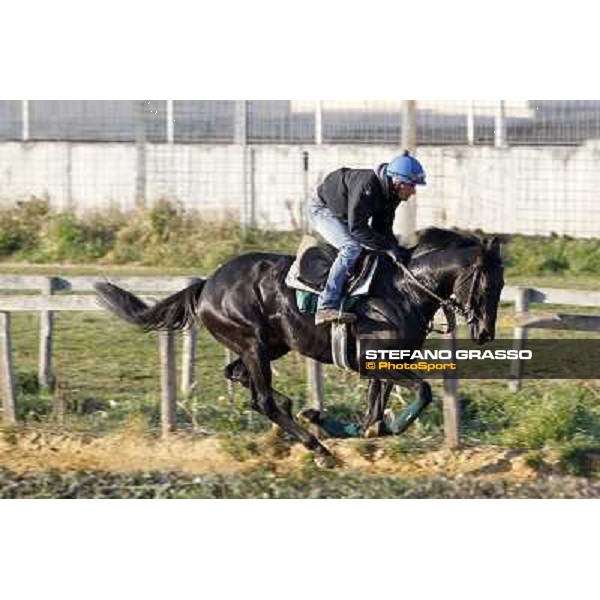 Pemesso leads the group of horses in training at Luigi Riccardi\'s stud Rome Capannelle, 8th march 2012 ph.Stefano Grasso