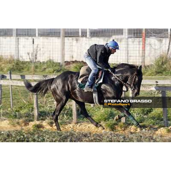 Pemesso leads the group of horses in training at Luigi Riccardi\'s stud Rome Capannelle, 8th march 2012 ph.Stefano Grasso