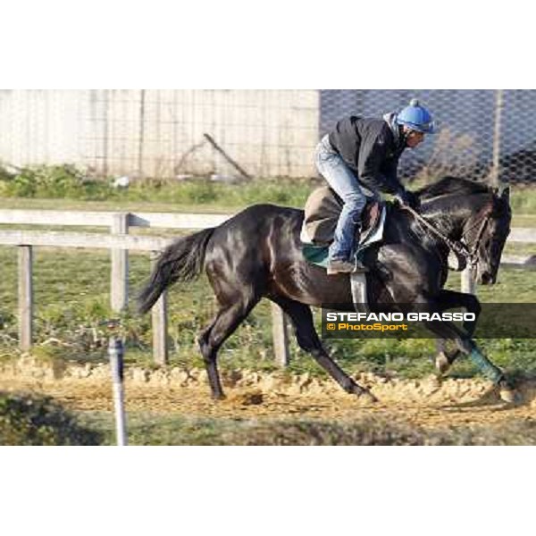 Pemesso leads the group of horses in training at Luigi Riccardi\'s stud Rome Capannelle, 8th march 2012 ph.Stefano Grasso