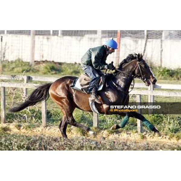 Horses in training at Luigi Riccardi\'s stud Rome Capannelle, 8th march 2012 ph.Stefano Grasso