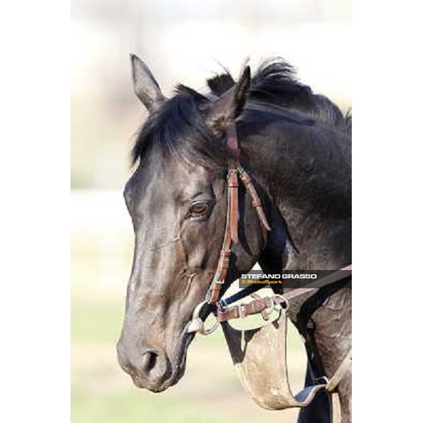 a close up for Pemesso in training at Luigi Riccardi\'s stud Rome Capannelle, 8th march 2012 ph.Stefano Grasso