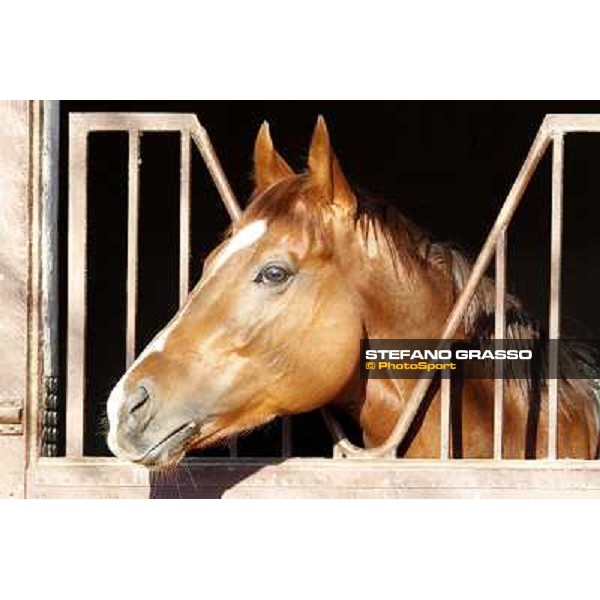Horses in training at Luigi Riccardi\'s stud Rome Capannelle, 8th march 2012 ph.Stefano Grasso