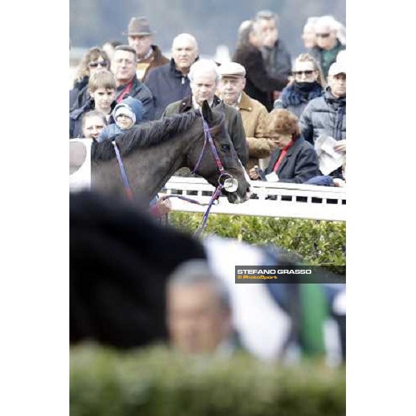 Laghat parading before the race Pisa - San Rossore racecourse 4th march 2012 ph.Stefano Grasso