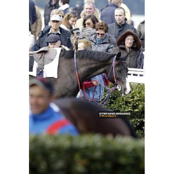 Laghat parading before the race Pisa - San Rossore racecourse 4th march 2012 ph.Stefano Grasso