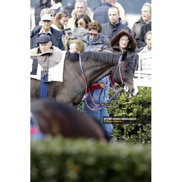 Laghat parading before the race Pisa - San Rossore racecourse 4th march 2012 ph.Stefano Grasso