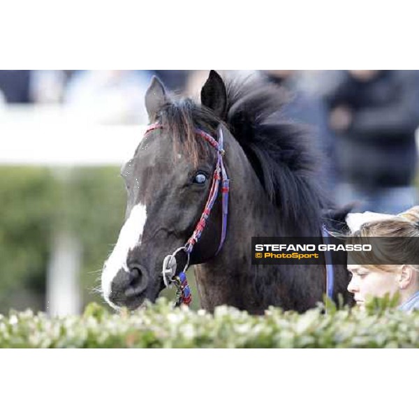 a portrait for Laghat parading before the race Pisa - San Rossore racecourse 4th march 2012 ph.Stefano Grasso