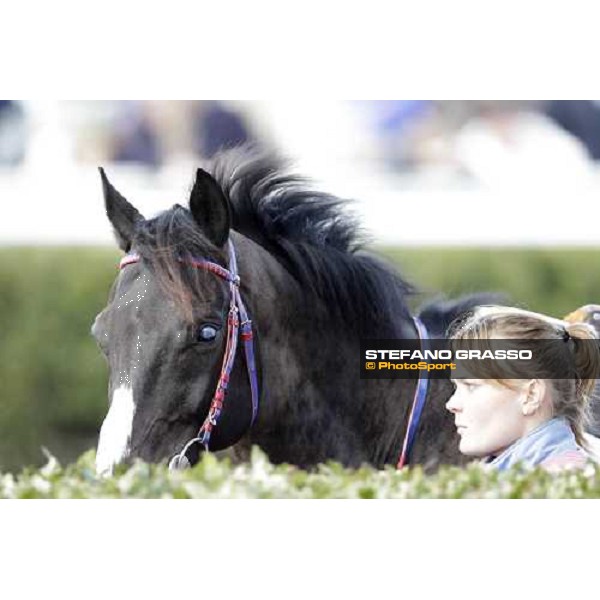 a portrait for Laghat parading before the race Pisa - San Rossore racecourse 4th march 2012 ph.Stefano Grasso