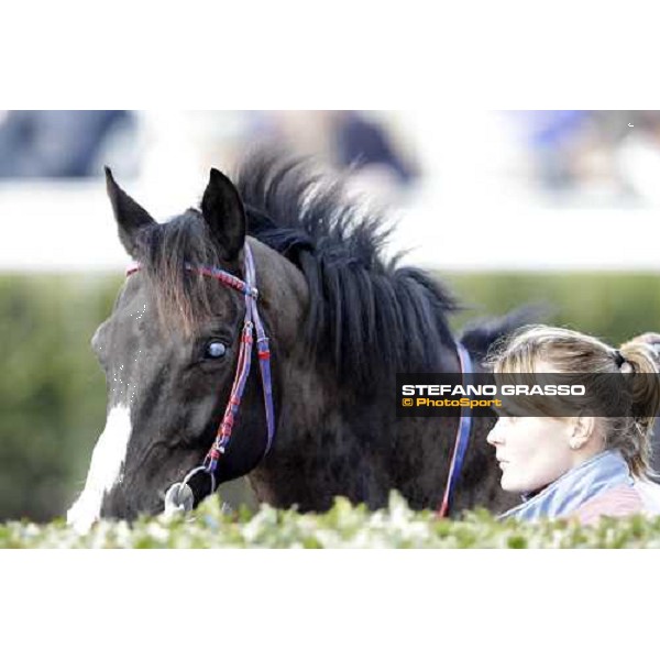 a portrait for Laghat parading before the race Pisa - San Rossore racecourse 4th march 2012 ph.Stefano Grasso
