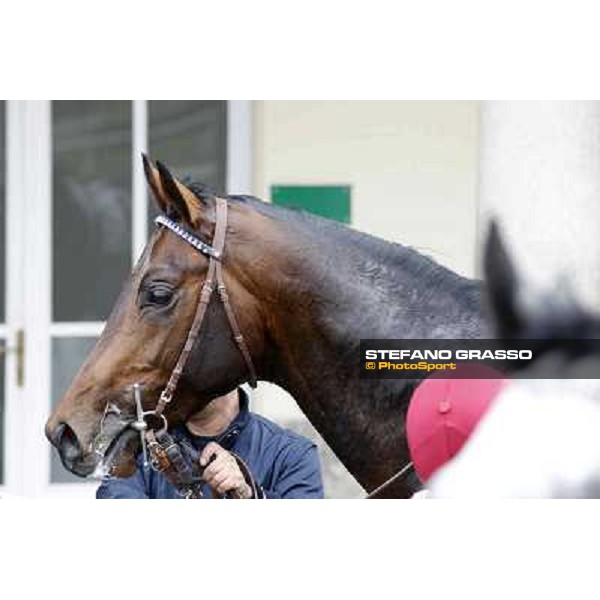 a close up for Lexis Milano - San Siro racecourse,18th march 2012 ph.Stefano Grasso