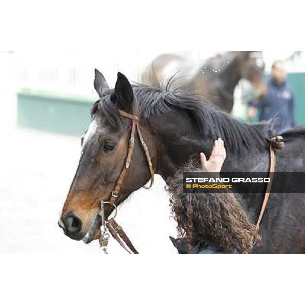 a caress for Silver Arrow Milano - San Siro racecourse,18th march 2012 ph.Stefano Grasso