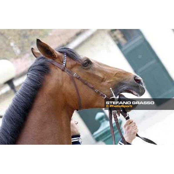 Lui e la Luna parading before the race Milano - San Siro racecourse,18th march 2012 ph.Stefano Grasso