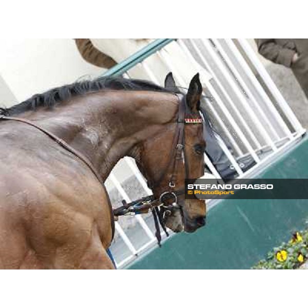 a close up for Smoking Joe after the race Milano - San Siro racecourse,18th march 2012 ph.Stefano Grasso