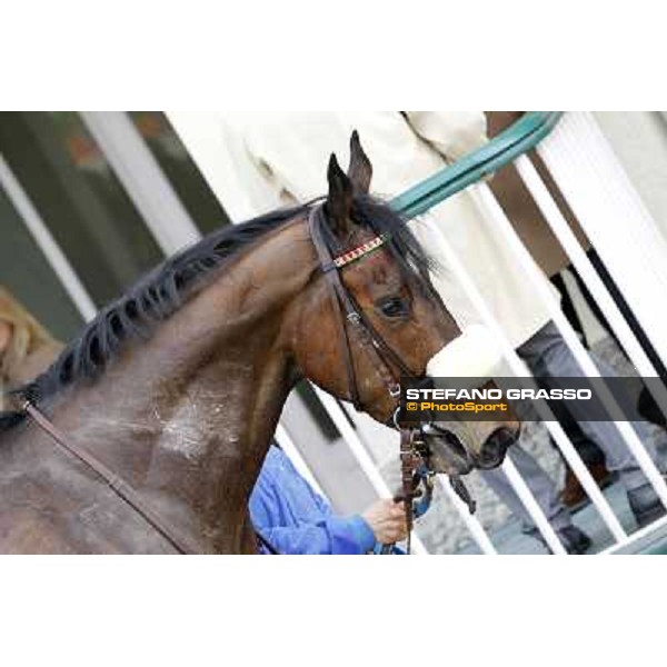 a close up for Smoking Joe after the race Milano - San Siro racecourse,18th march 2012 ph.Stefano Grasso