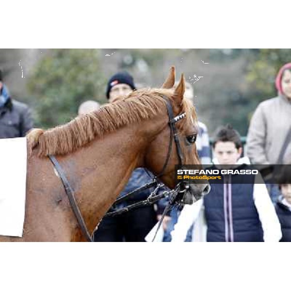 a close up for Salure before the race Milano - San Siro racecourse,18th march 2012 ph.Stefano Grasso