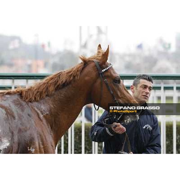 Salure walking in the winner enclosure after the race Milano - San Siro racecourse,18th march 2012 ph.Stefano Grasso