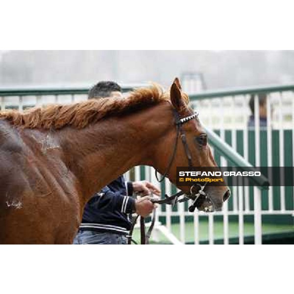 Salure walking in the winner enclosure after the race Milano - San Siro racecourse,18th march 2012 ph.Stefano Grasso