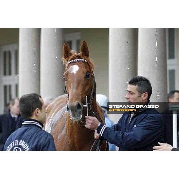 Salure walking in the winner enclosure after the race Milano - San Siro racecourse,18th march 2012 ph.Stefano Grasso