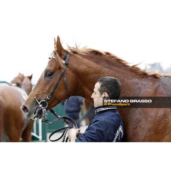 Salure walking in the winner enclosure after the race Milano - San Siro racecourse,18th march 2012 ph.Stefano Grasso