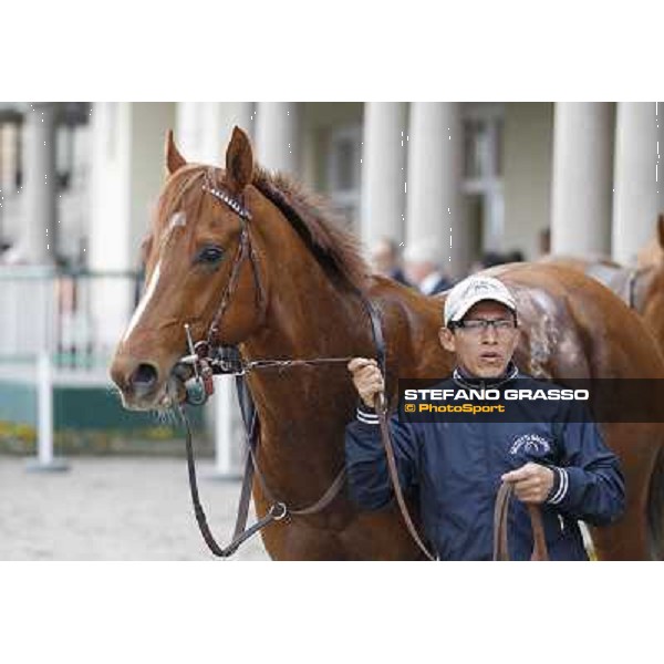 Peccato di Gola walking in the winner enclosure after the race Milano - San Siro racecourse,18th march 2012 ph.Stefano Grasso