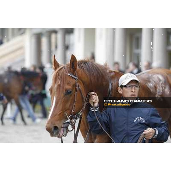 Peccato di Gola walking in the winner enclosure after the race Milano - San Siro racecourse,18th march 2012 ph.Stefano Grasso