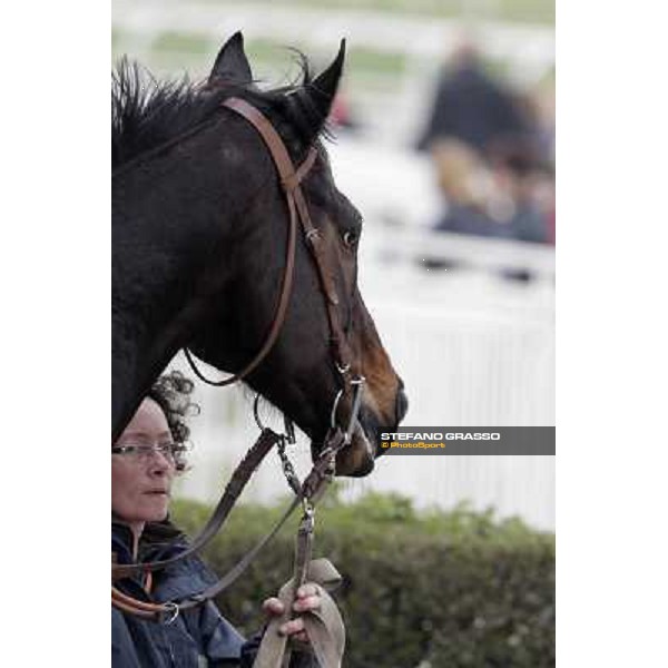 a portrait for Silver Arrow after winning the Premio Busto Arsizio Milano - San Siro racecourse,18th march 2012 ph.Stefano Grasso