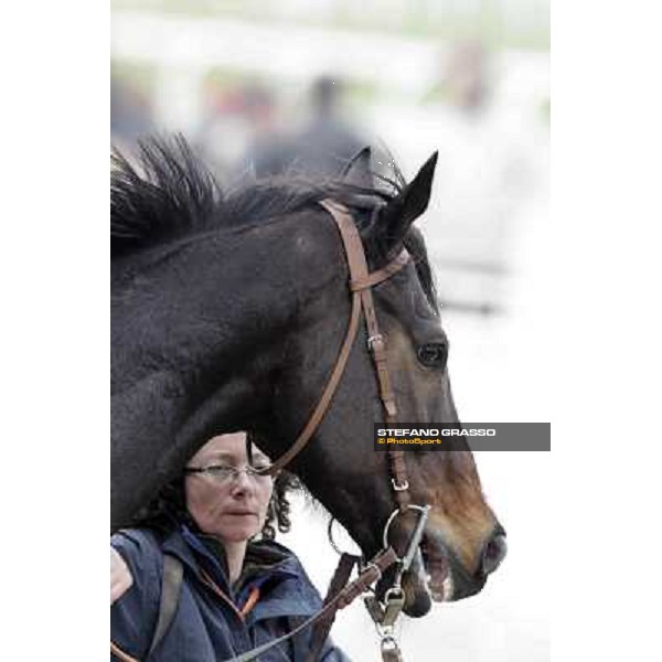 a portrait for Silver Arrow after winning the Premio Busto Arsizio Milano - San Siro racecourse,18th march 2012 ph.Stefano Grasso