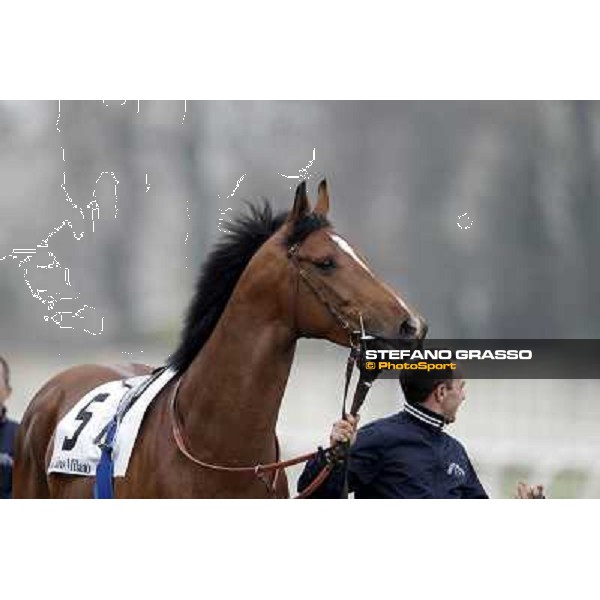 a portrait for Lui e La Luna before the race Milano - San Siro racecourse,18th march 2012 ph.Stefano Grasso