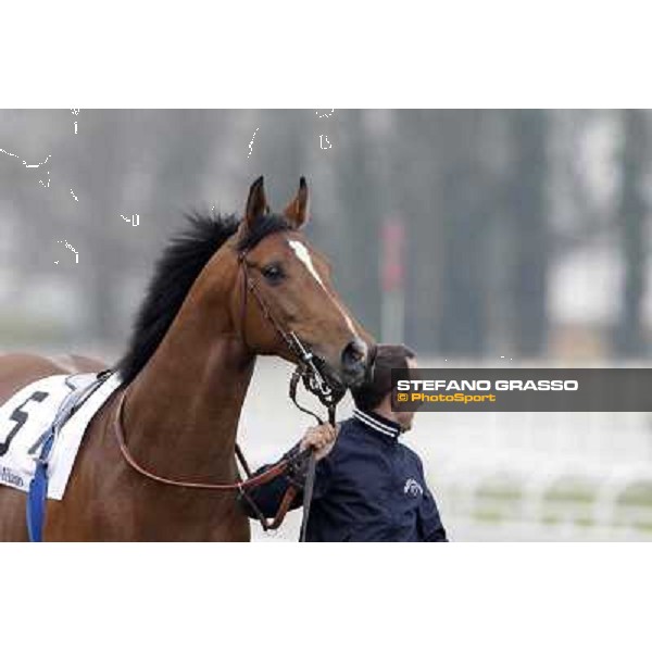 a portrait for Lui e La Luna before the race Milano - San Siro racecourse,18th march 2012 ph.Stefano Grasso