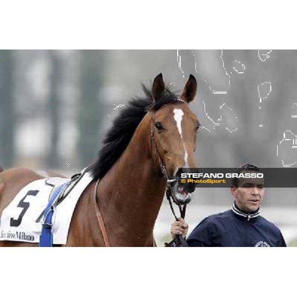 a portrait for Lui e La Luna before the race Milano - San Siro racecourse,18th march 2012 ph.Stefano Grasso