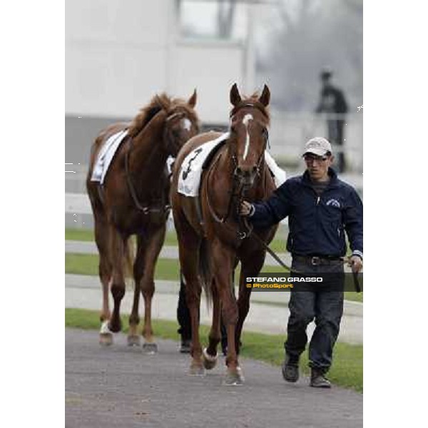 Peccato di Gola and Salure parading before the race Milano - San Siro racecourse,18th march 2012 ph.Stefano Grasso