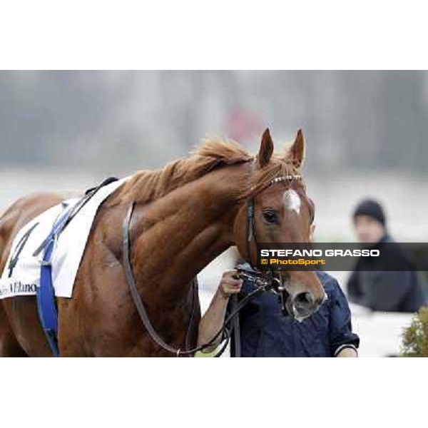 Salure parading before the race Milano - San Siro racecourse,18th march 2012 ph.Stefano Grasso