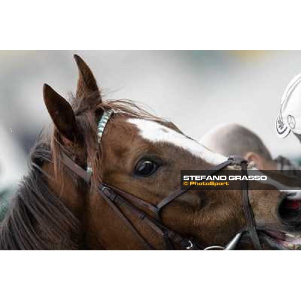 a close up for Indian Drawn Milano - San Siro racecourse,18th march 2012 ph.Stefano Grasso