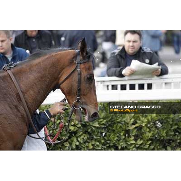 Stefano Landi on Facoltoso wins the 122° Premio Pisa Pisa - San Rossore racecourse, 25th march 2012 ph.Stefano Grasso