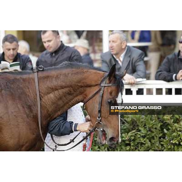 Stefano Landi on Facoltoso wins the 122° Premio Pisa Pisa - San Rossore racecourse, 25th march 2012 ph.Stefano Grasso