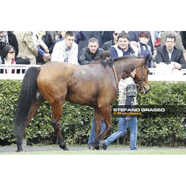 Pisa - San Rossore racecourse, 25th march 2012 ph.Stefano Grasso