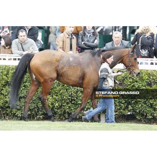 Pisa - San Rossore racecourse, 25th march 2012 ph.Stefano Grasso