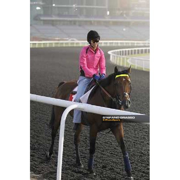 Joshua Tree morning track works at Meydan Dubai, 28th march 2012 ph.Stefano Grasso